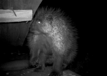 Three critter cams were set up in the Juniper Dunes Wilderness Area in eastern Washington from June 24 until Aug. 18, 2015. While many species came to check out the water stations we did have some ham