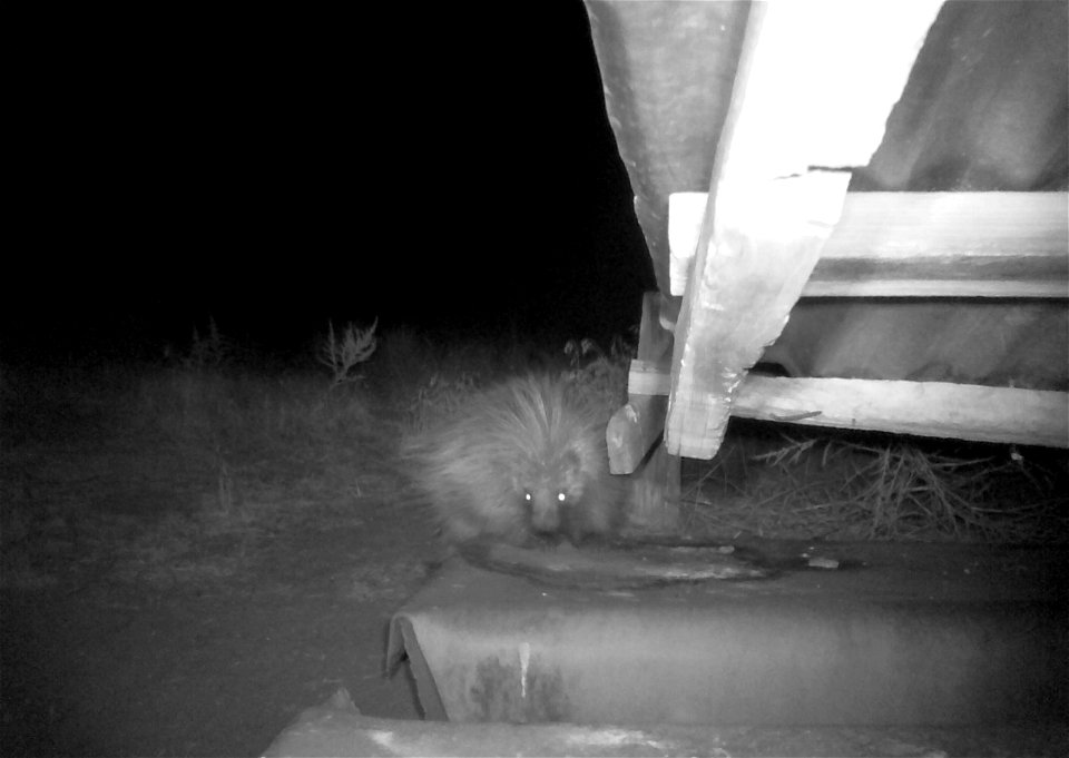 Three critter cams were set up in the Juniper Dunes Wilderness Area in eastern Washington from June 24 until Aug. 18, 2015. While many species came to check out the water stations we did have some ham