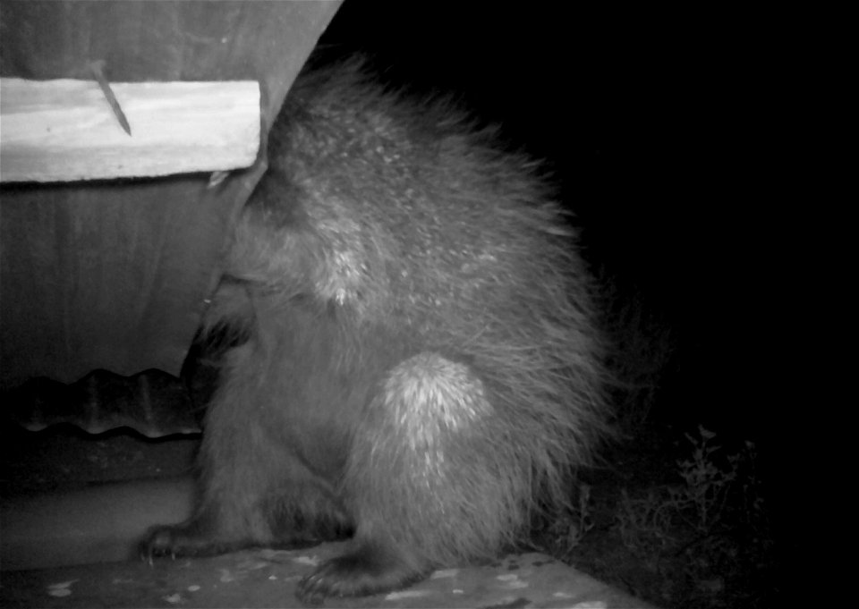 Three critter cams were set up in the Juniper Dunes Wilderness Area in eastern Washington from June 24 until Aug. 18, 2015. While many species came to check out the water stations we did have some ham