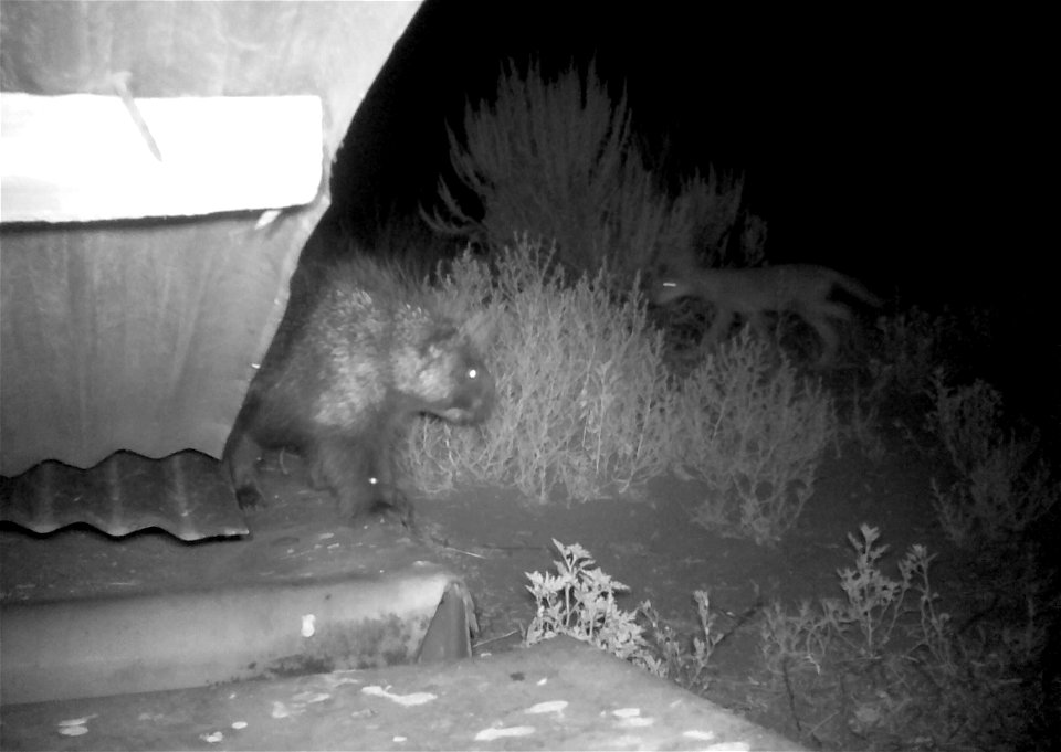 Three critter cams were set up in the Juniper Dunes Wilderness Area in eastern Washington from June 24 until Aug. 18, 2015. While many species came to check out the water stations we did have some ham