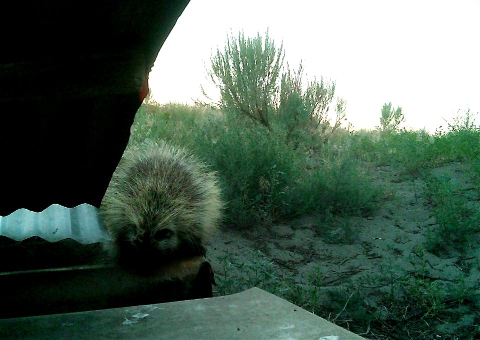 Three critter cams were set up in the Juniper Dunes Wilderness Area in eastern Washington from June 24 until Aug. 18, 2015. While many species came to check out the water stations we did have some ham