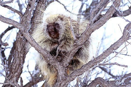 Porcupines feed on evergreen needles and the inner bark of trees during the winter.  They prefer buds, small twigs, and grasses during the summer.

Photo Credit:  Gary Eslinger/USFWS