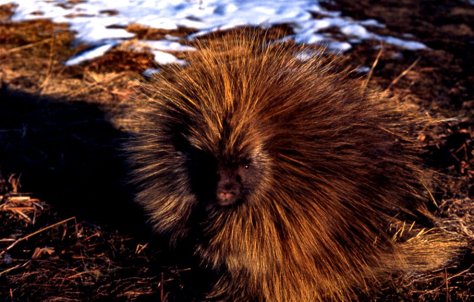 Porcupine NPS00668