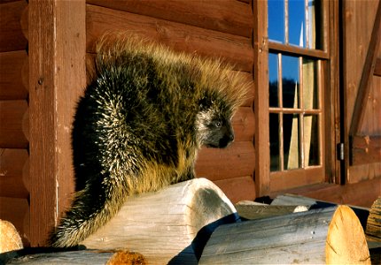 Porcupine NPS00674