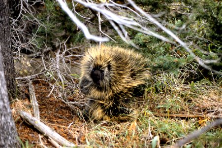 Porcupine NPS13372 photo