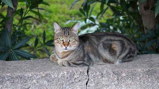 Cat animals animal
