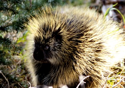 (Erethizon dorsatum)