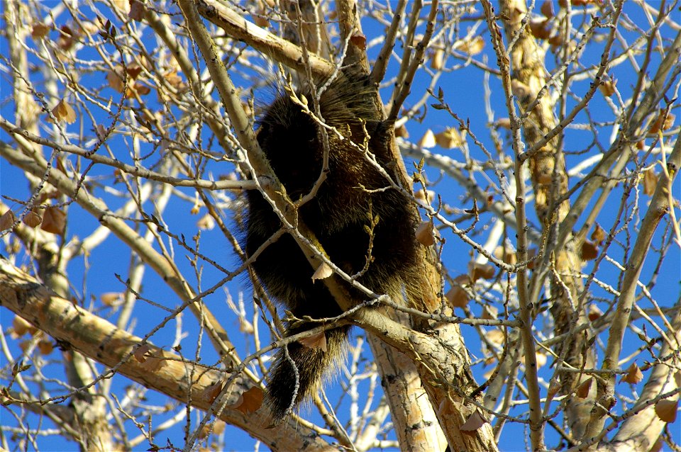 The leaves are gone but these spiny critters don't mind.  Come to Ouray National Wildlife Refuge and check out the porcupines hanging around in the trees.

Credit: Ryan Mollnow / USFWS