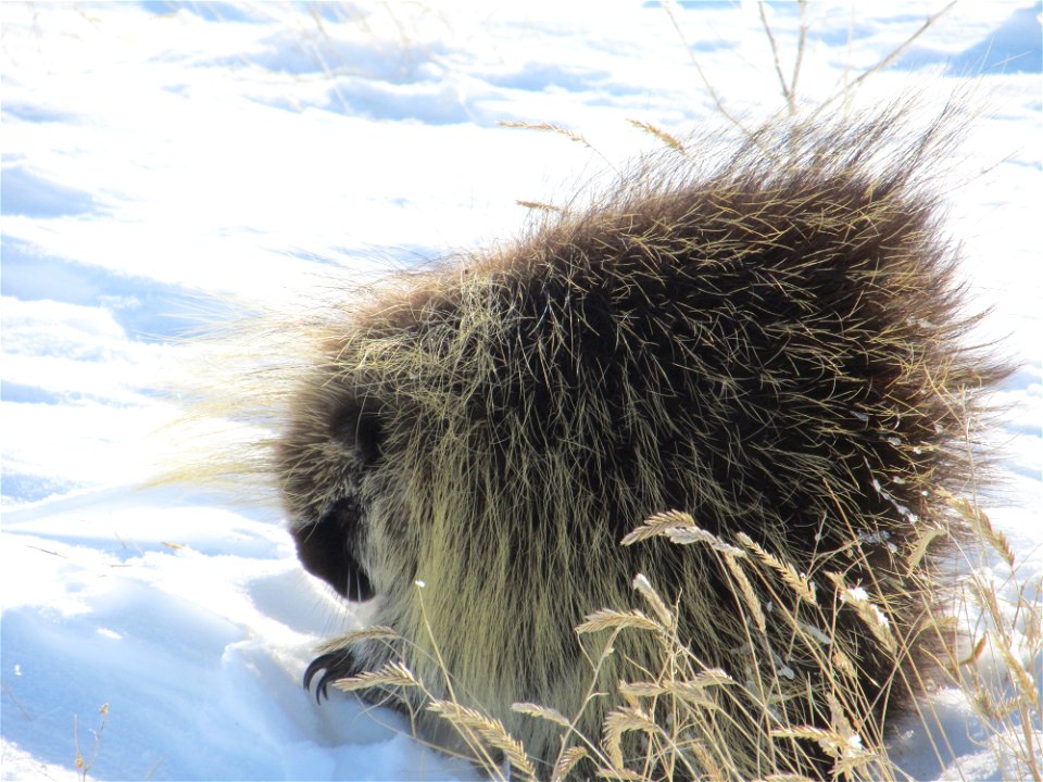 Porcupine in the snow near Four Buttes, MT. March 2013.