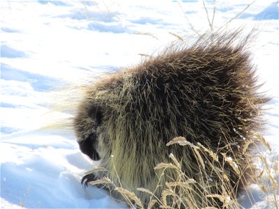 Porcupine in the snow near Four Buttes, MT. March 2013.