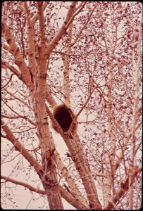 PORCUPINE IN TREE GREAT SAND DUNES NATIONAL MONUMENT
