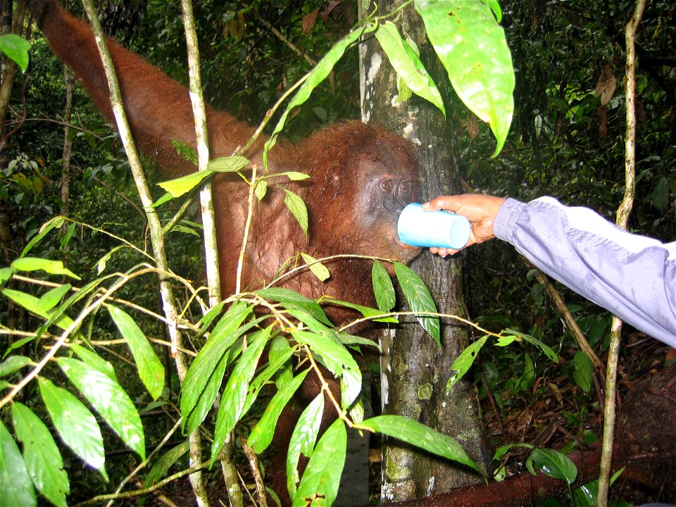 Fütterung eines Orang-Utan in Bukit Lawang, Nord Sumatra
