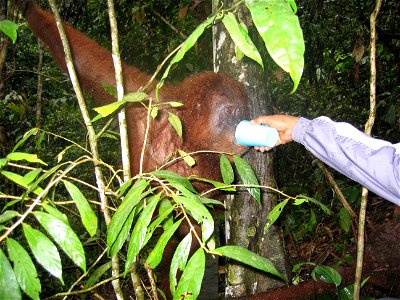 Fütterung eines Orang-Utan in Bukit Lawang, Nord Sumatra
