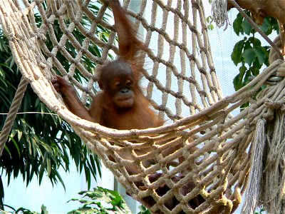Sumatran Orangutan
