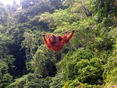 Orang-Utan In Bukit Lawang, Nord Sumatra