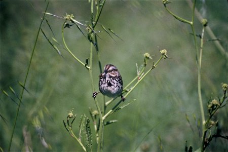 A Song Sparrow photo