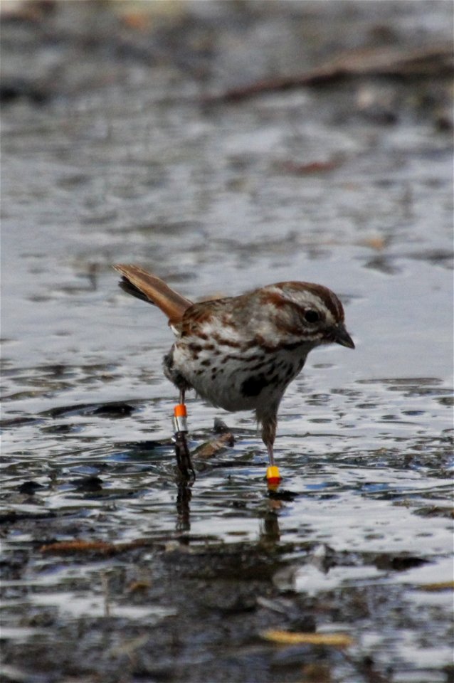 Song Sparrows walk or hop on the ground and flit or hop through branches, grass, and weeds. Here, a banded sparrow makes its way through some shallow water on the National Elk Refuge.

USFWS / Ann Hou