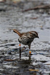 Song Sparrows walk or hop on the ground and flit or hop through branches, grass, and weeds. Here, a banded sparrow makes its way through some shallow water on the National Elk Refuge. USFWS / Ann Hou photo