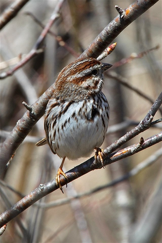Song sparrow at Missisquoi National Wildlife Refuge

Credit: Ken Sturm/USFWS

http://www.fws.gov/northeast
http://www.facebook.com/usfwsnortheast

http://www.fws.gov/northeast/missisquoi/