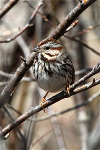 Song sparrow at Missisquoi National Wildlife Refuge Credit: Ken Sturm/USFWS http://www.fws.gov/northeast http://www.fws.gov/northeast/missisquoi/ photo