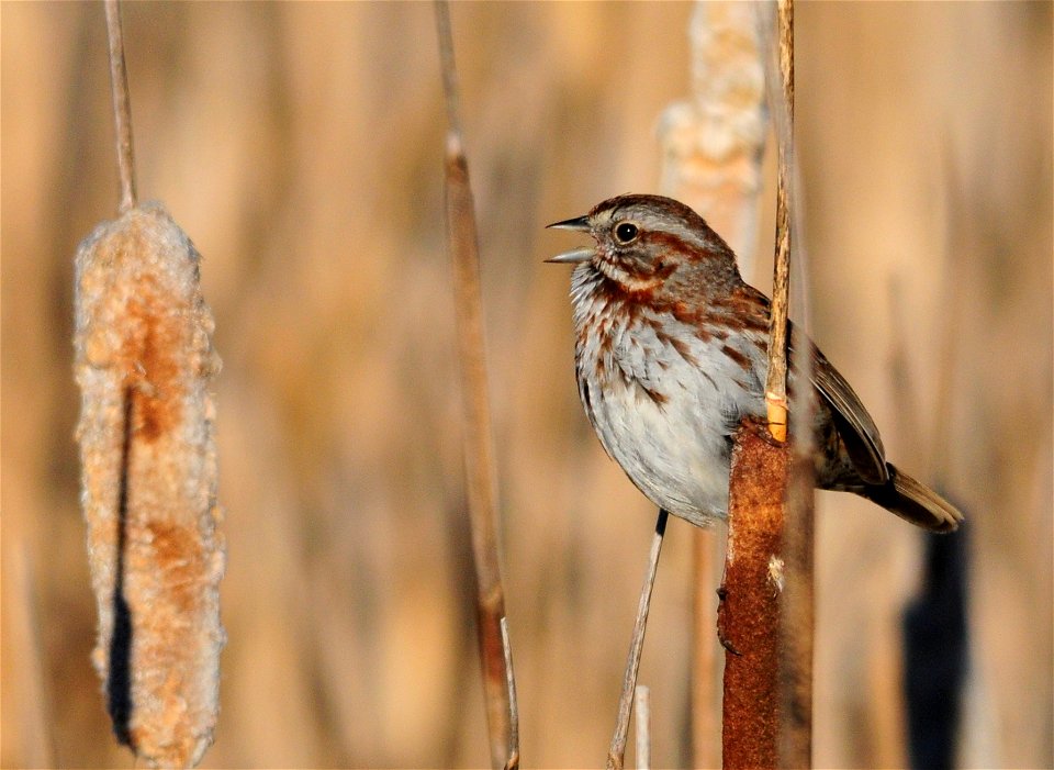 On Seedskadee NWR, portions of wetlands containing emergent vegetation such as cattail and bulrush, host large numbers of songbirds, including red-winged blackbirds, marsh wrens, and as pictured song 