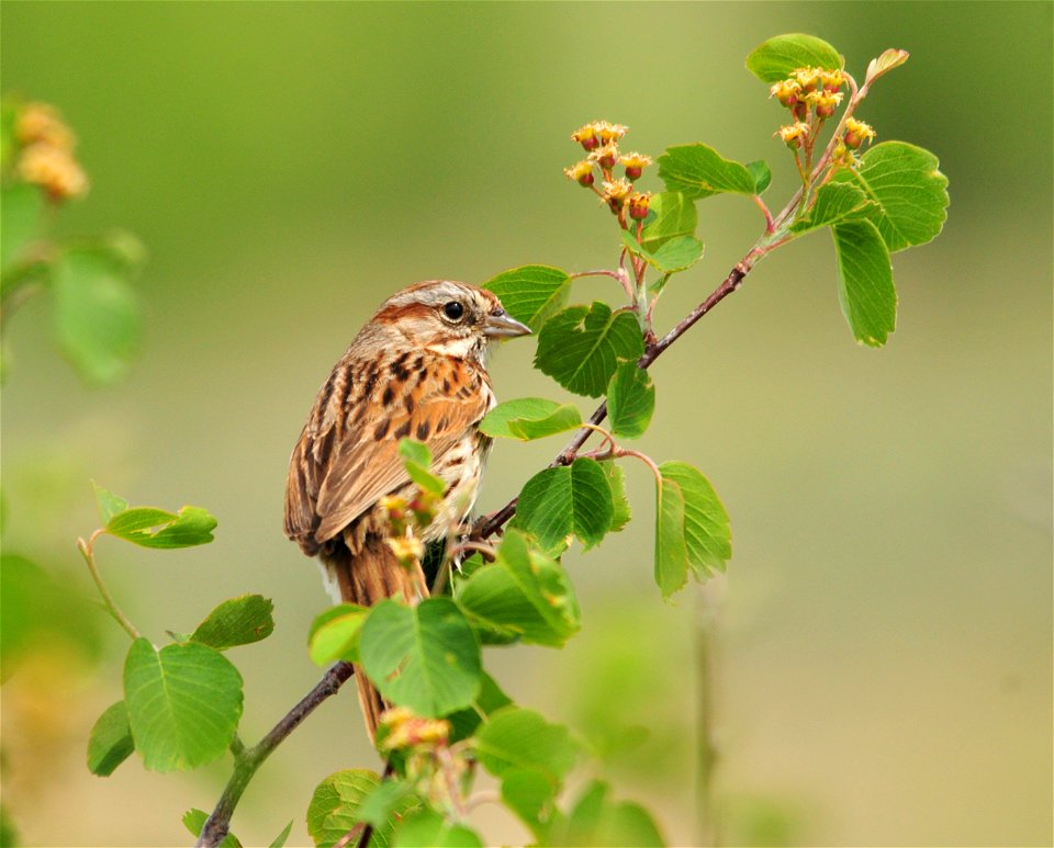 Photo: Tom Koerner/USFWS