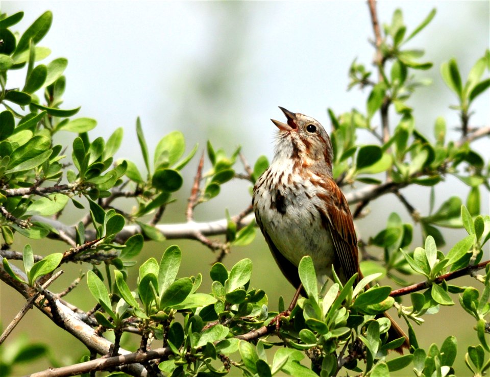 Photo: Tom Koerner/USFWS
