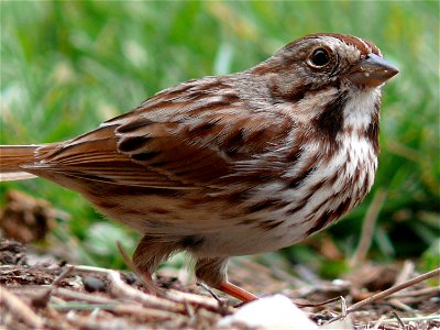 A Song Sparrow (Melospiza melodia) feeding on the ground.Photo taken with a Panasonic Lumix DMC-FZ50 in Caldwell County, North Carolina, USA.