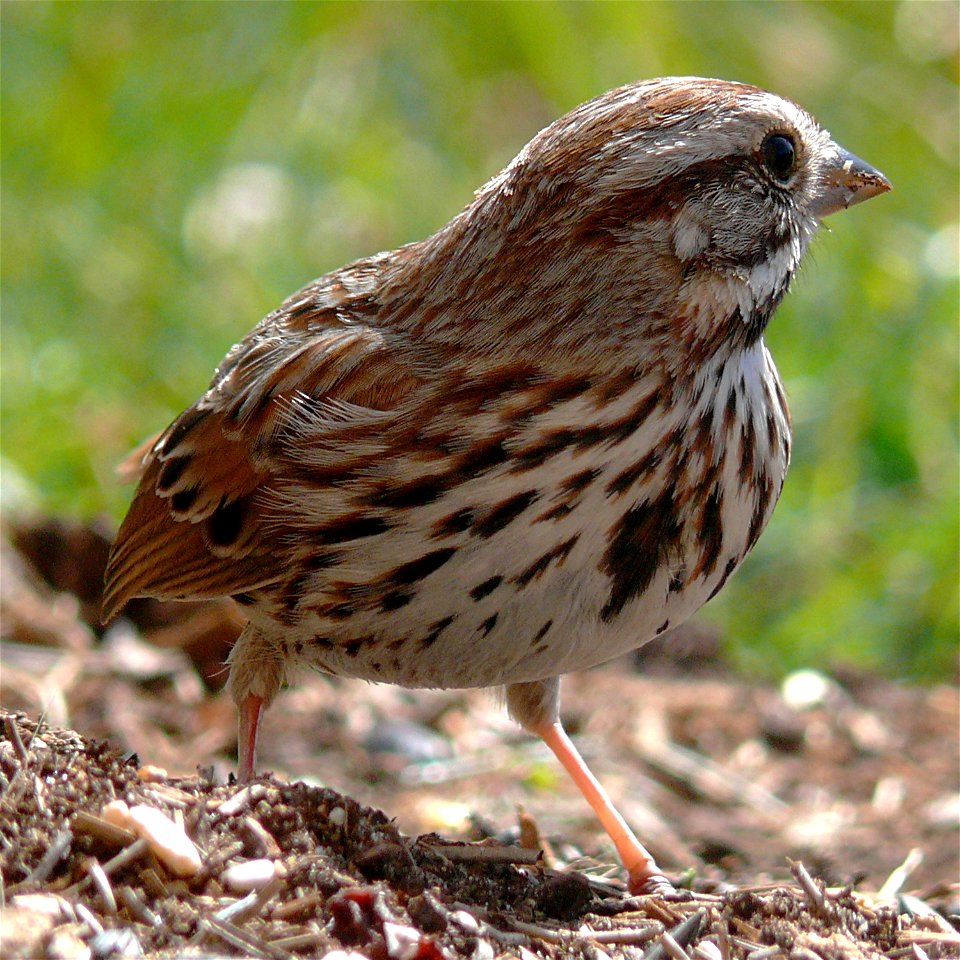 A Song Sparrow (Melospiza melodia) feeding on the ground.Photo taken with a Panasonic Lumix DMC-FZ50 in Caldwell County, North Carolina, USA.