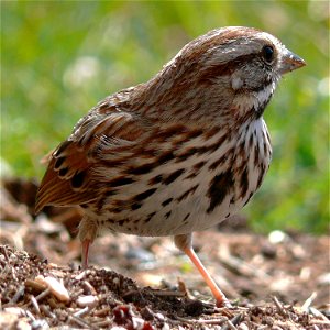 A Song Sparrow (Melospiza melodia) feeding on the ground.Photo taken with a Panasonic Lumix DMC-FZ50 in Caldwell County, North Carolina, USA.