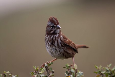 Song Sparrow You are free to use this image with the following photo credit: Peter Pearsall/U.S. Fish and Wildlife Service photo