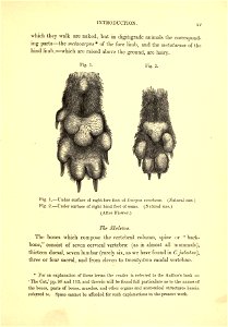 Dogs, jackals, wolves, and foxes : a monograph of the Canidae / by St. George Mivart ; with woodcuts, and 45 coloured plates drawn from nature by J. G. Keulemans and hand-coloured. photo