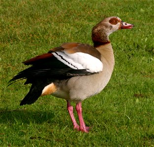 Alopochen aegyptiacus at Victoria Lake, Germiston, South Africa