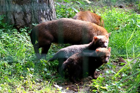 Chiens de buissons (Speothos venaticus). Photo prise au Jardin des Plantes. Paris octobre 2006