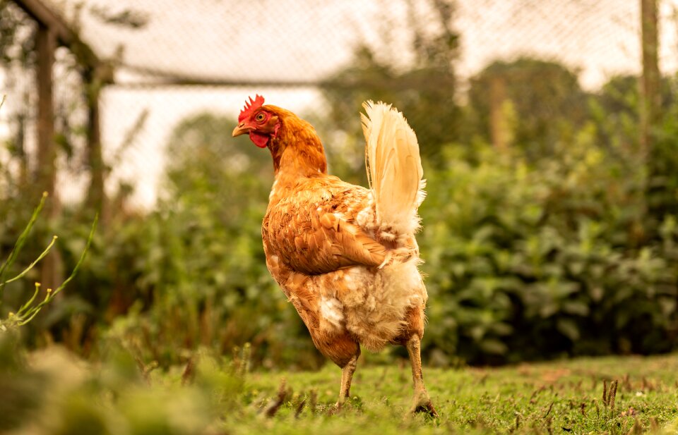 Hen agriculture feather