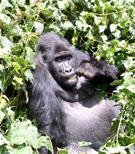 A mountain gorilla in the Kahuzi-Biega Reserve, Democratic Republic of the Congo