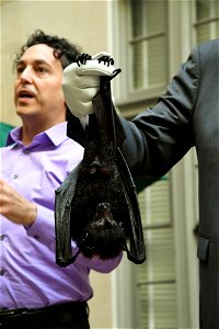 Malayan flying fox

Photo credit: Tami Heilemann/DOI