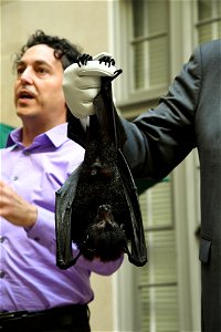 Malayan flying fox Photo credit: Tami Heilemann/DOI photo