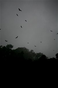 Flying Pteropus vampyrus at Mambucal (Manbukal), Negros Occidental, slopes of Mount Kanlaon, in the Philippines