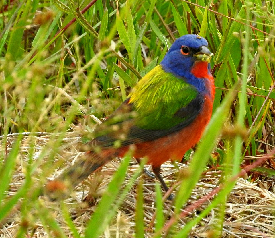 Check out this colorful visitor recently spotted at Neosho National Fish Hatchery in Missouri!

Photo by Bruce Hallman/USFWS.