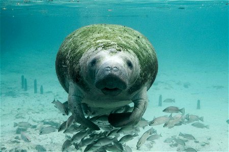 Image title: Manatee and fishes underwater photo Image from Public domain images website, http://www.public-domain-image.com/full-image/fauna-animals-public-domain-images-pictures/manatee-pictures/man photo