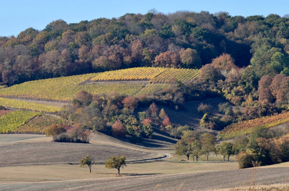 Agriculture autumn vineyard