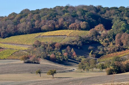 Agriculture autumn vineyard photo