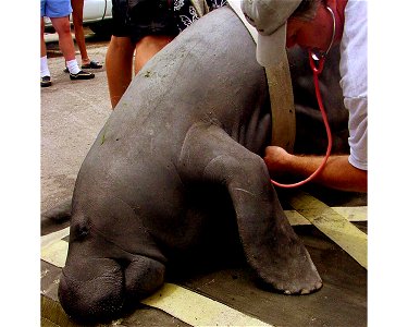 Image title: Examining antillean manatee trichechus mantus
Image from Public domain images website, http://www.public-domain-image.com/full-image/fauna-animals-public-domain-images-pictures/manatee-pi