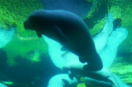 Picture of Manatee at SeaWorld.