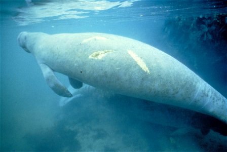 Image title: Manatee bearing scars on back from boat propeller
Image from Public domain images website, http://www.public-domain-image.com/full-image/fauna-animals-public-domain-images-pictures/manate