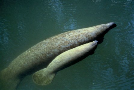 Image title: Manatee cow and calf swimming side by side
Image from Public domain images website, http://www.public-domain-image.com/full-image/fauna-animals-public-domain-images-pictures/manatee-pictu