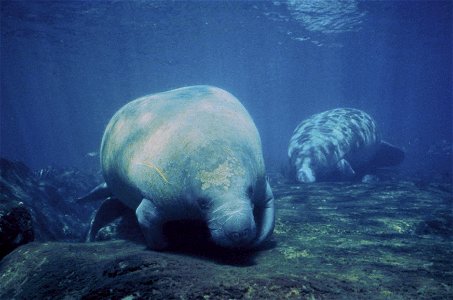 Image title: Manatee marine mammals underwater
Image from Public domain images website, http://www.public-domain-image.com/full-image/fauna-animals-public-domain-images-pictures/manatee-pictures/manat