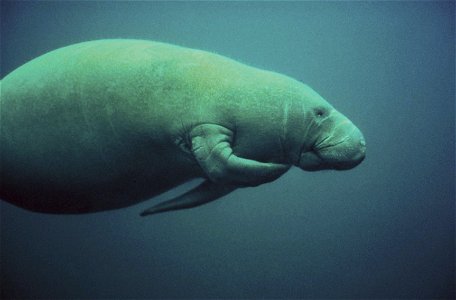 Image title: Manatee scratching marine mammal
Image from Public domain images website, http://www.public-domain-image.com/full-image/fauna-animals-public-domain-images-pictures/manatee-pictures/manate