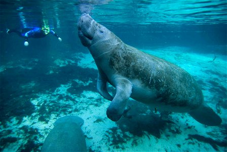 Image title: Manatee swims underwater Image from Public domain images website, http://www.public-domain-image.com/full-image/fauna-animals-public-domain-images-pictures/manatee-pictures/manatee-swims- photo